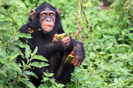 Chimpanzee Sanctuary, Game Reserve - Uganda, East Africaの写真素材