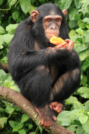 Chimpanzee Sanctuary, Game Reserve - Uganda, East Africaの写真素材