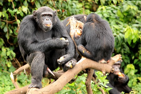 Chimpanzee Sanctuary, Game Reserve - Uganda, East Africaの写真素材