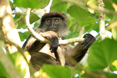 Red Colobus at the Bigodi Wetlands in Uganda - The Pearl of Africaの写真素材
