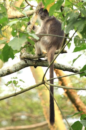 Red Colobus at the Bigodi Wetlands in Uganda - The Pearl of Africa
