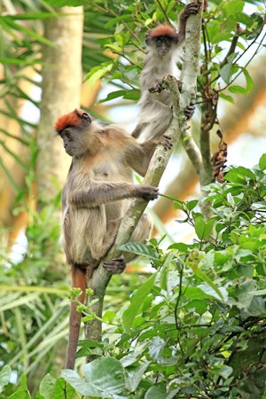 Red Colobus at the Bigodi Wetlands in Uganda - The Pearl of Africa