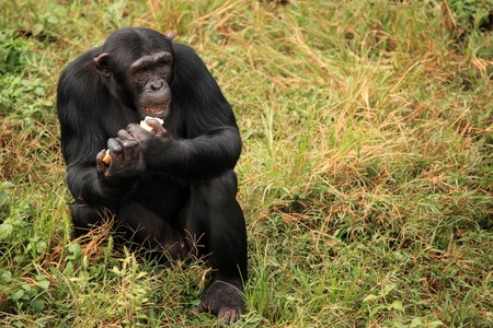 Chimpanzee Sanctuary, Game Reserve - Uganda, East Africaの写真素材