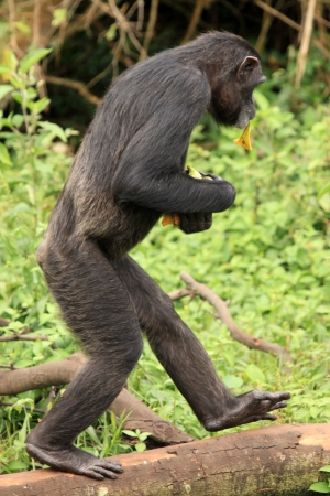 Chimpanzee Sanctuary, Game Reserve - Uganda, East Africaの写真素材