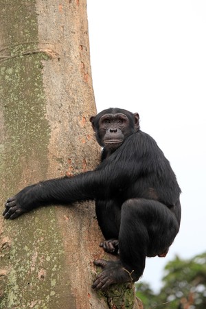 Chimpanzee Sanctuary, Game Reserve - Uganda, East Africa