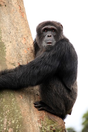 Chimpanzee Sanctuary, Game Reserve - Uganda, East Africaの写真素材