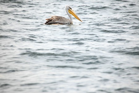 Pelican - Wildlife Sanctuary, Game Reserve - Uganda, East Africaの写真素材