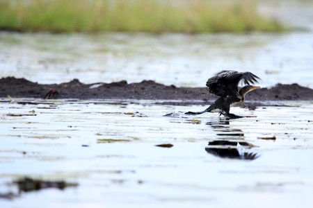Lake Anapa in Uganda - The Pearl of Africaの写真素材