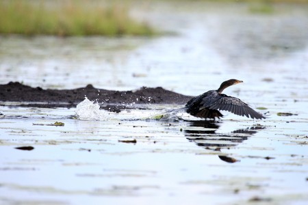Lake Anapa in Uganda - The Pearl of Africaの写真素材