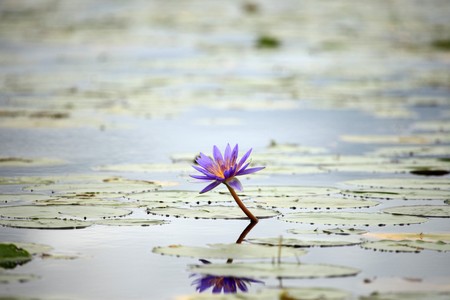 Tropical Flower in wetlands in Uganda - The Pearl of Africaの写真素材