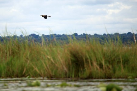 Wildlife at the Bisina Wetlands in Uganda - The Pearl of Africaの写真素材