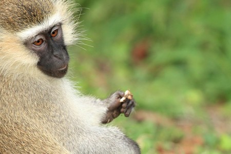 Vervet Monkey at the Lake Nkuruba in Uganda - The Pearl of Africaの写真素材