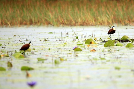 African Jacana Bird at the Lake Opeta in Uganda - The Pearl of Africaの写真素材
