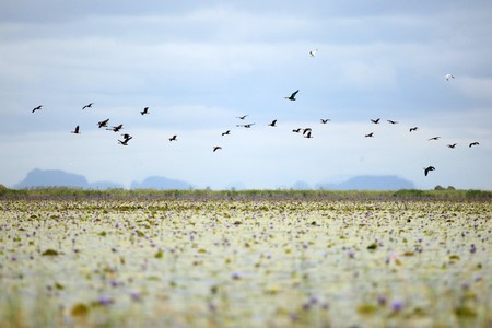 Bird at the Lake Opeta in Uganda - The Pearl of Africaの写真素材