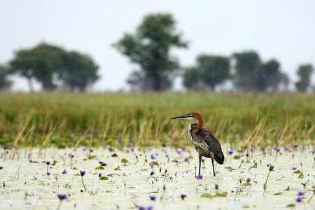 Goliath Heron at the Lake Opeta in Uganda - The Pearl of Africaの写真素材