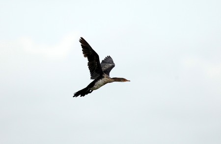 Long Tailed Cormorant Bird at the Lake Opeta in Uganda - The Pearl of Africaの写真素材
