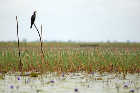 Long Tailed Cormorant Bird at the Lake Opeta in Uganda - The Pearl of Africaの写真素材