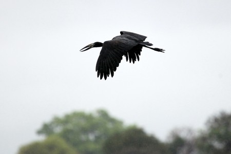 Open Billed Stork at the Lake Opeta in Uganda - The Pearl of Africaの写真素材