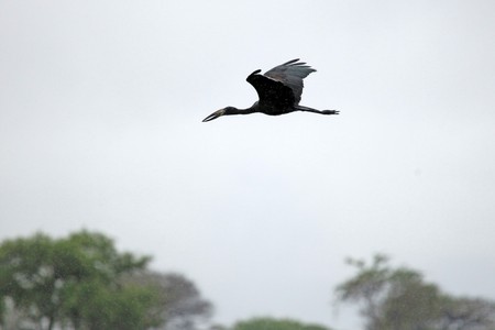 Open Billed Stork at the Lake Opeta in Uganda - The Pearl of Africaの写真素材