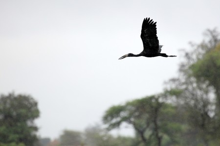 Open Billed Stork at the Lake Opeta in Uganda - The Pearl of Africaの写真素材