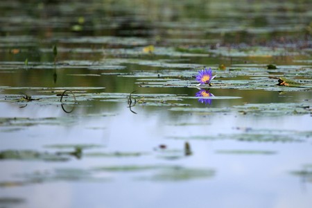 Conservation Site - Lake Opeta - Uganda - The Pearl of Africa