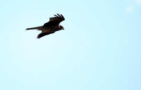 Yellow Billed Kite at Soroti Rock in Uganda - The Pearl of Africaの写真素材