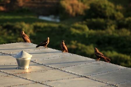 Yellow Billed Kite at Soroti Rock in Uganda - The Pearl of Africaの写真素材