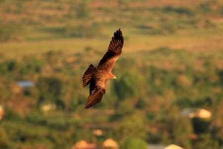 Yellow Billed Kite at Soroti Rock in Uganda - The Pearl of Africaの写真素材