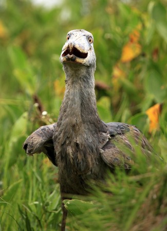 Wild Shoebill in natiral habitat - Lake Opeta, Uganda, Africaの写真素材