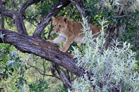 Lion - Maasai Mara National Park in Kenya, Africaの写真素材