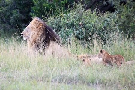 Lion - Maasai Mara National Park in Kenya, Africaの写真素材