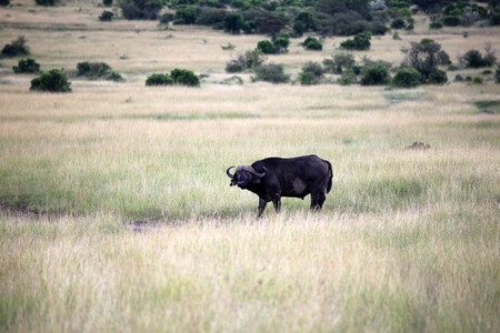 Buffalo - Maasai Mara National Park in Kenya, Africaの写真素材