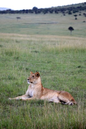 Lion - Maasai Mara National Park in Kenya, Africaの写真素材