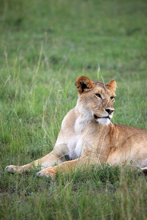 Lion - Maasai Mara National Park in Kenya, Africaの写真素材