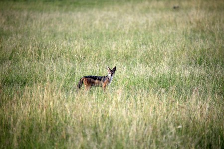 Jackal - Maasai Mara National Park in Kenya, Africaの写真素材