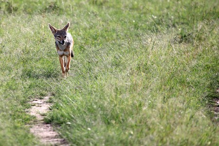 Jackal - Maasai Mara National Park in Kenya, Africaの写真素材