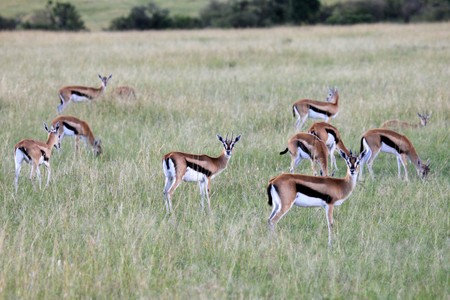 Thompsons Gazelle - Maasai Mara National Park in Kenya, Africaの写真素材