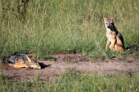Jackal - Maasai Mara National Park in Kenya, Africaの写真素材