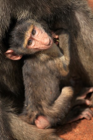 Baboon - Maasai Mara National Park in Kenya, Africa