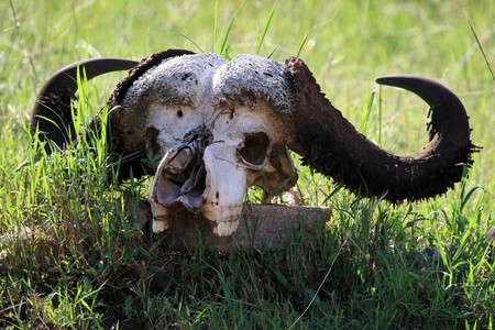 Maasai Mara National Park in Kenya, Africaの写真素材