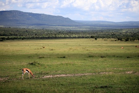 Thompsons Gazelle - Maasai Mara National Park in Kenya, Africaの写真素材