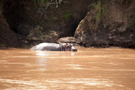 Hippo in Mara River  - Maasai Mara National Park in Kenya, Africaの写真素材