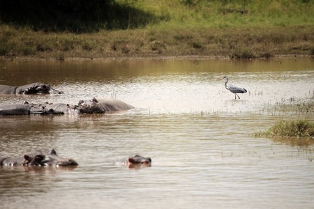 Hippo in Mara River  - Maasai Mara National Park in Kenya, Africaの写真素材