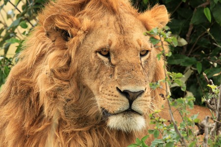 Male Lion - Maasai Mara National Park in Kenya, Africaの写真素材