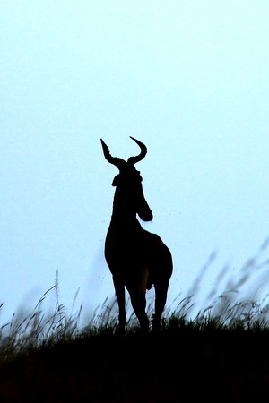 Maasai Mara National Park in Kenya, Africaの写真素材