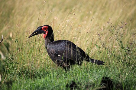 Maasai Mara National Park in Kenya, Africaの写真素材