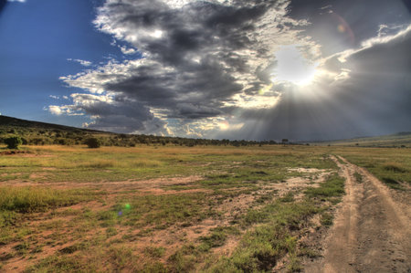 Safari Game Reserve Park - Maasai Mara in Kenyaの写真素材