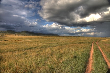 Safari Game Reserve Park - Maasai Mara in Kenyaの写真素材