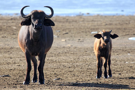 Buffalo Herd - Lake Nukuru National Park in Kenya, Africa