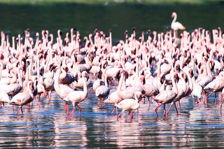 Pink Flamingoes - Lake Nukuru National Park in Kenya, Africaの写真素材
